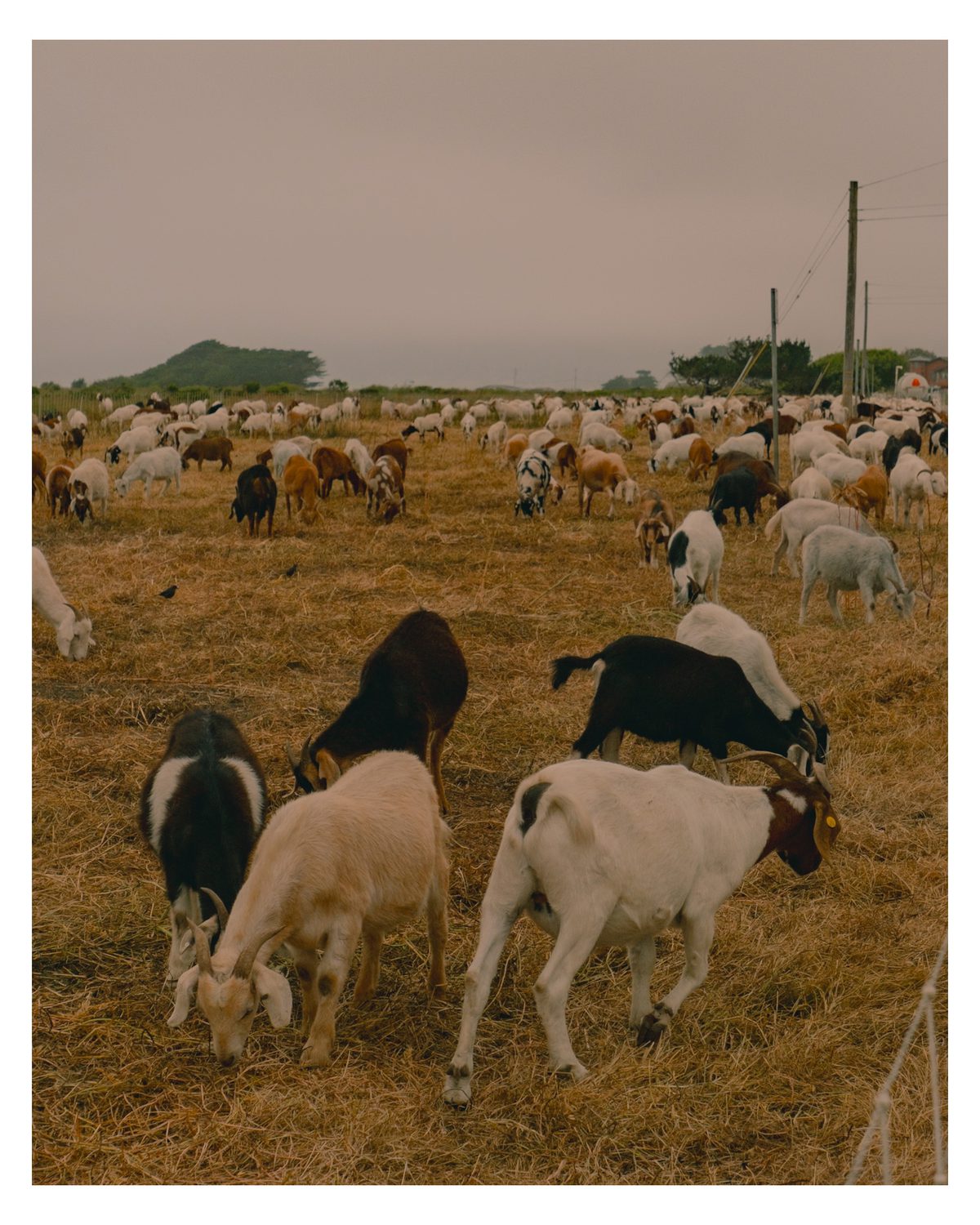 A large herd of goats grazing across a field of dry golden grass under an overcast sky.