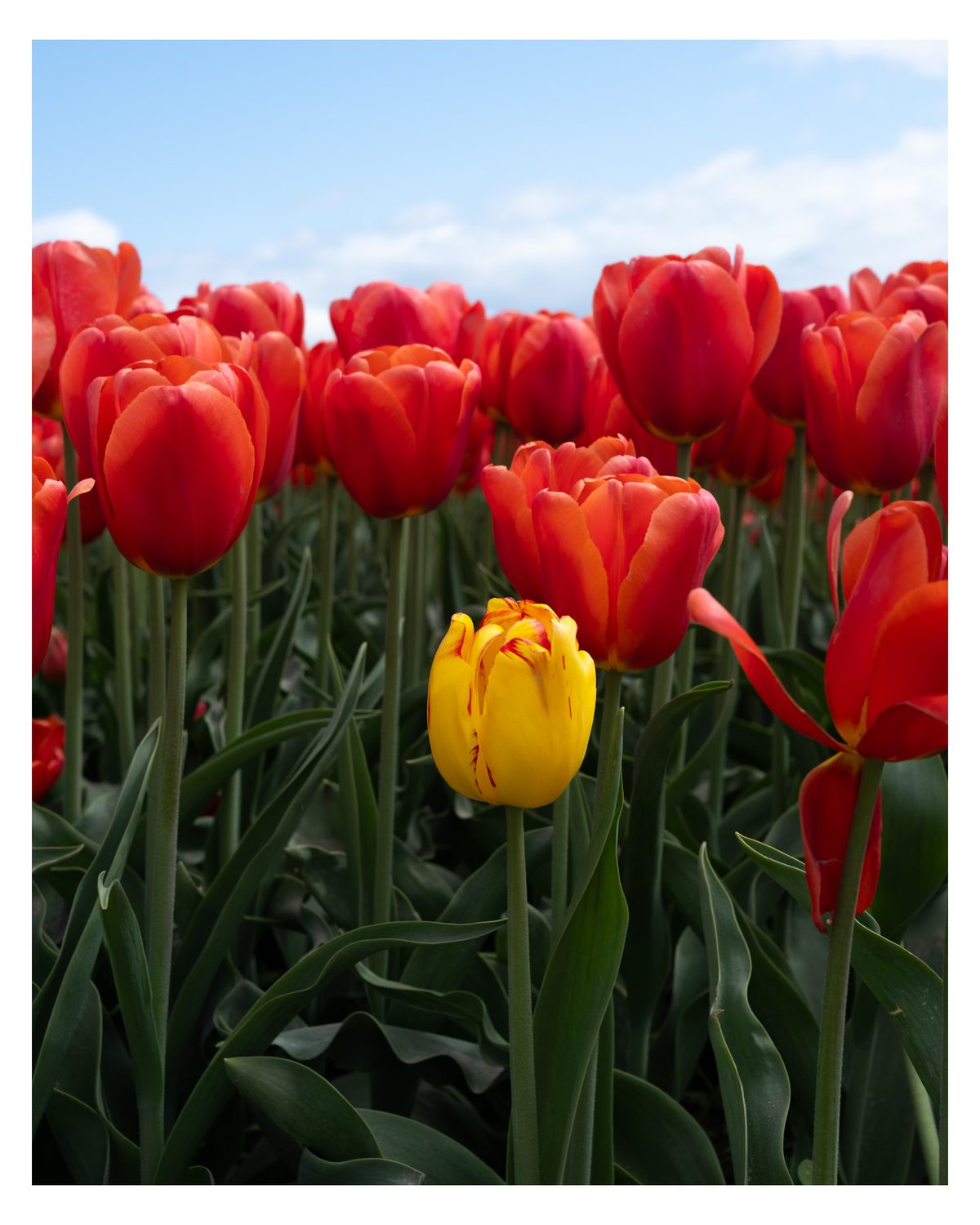 Rows of red tulips under a blue sky, with a single yellow tulip standing among them.